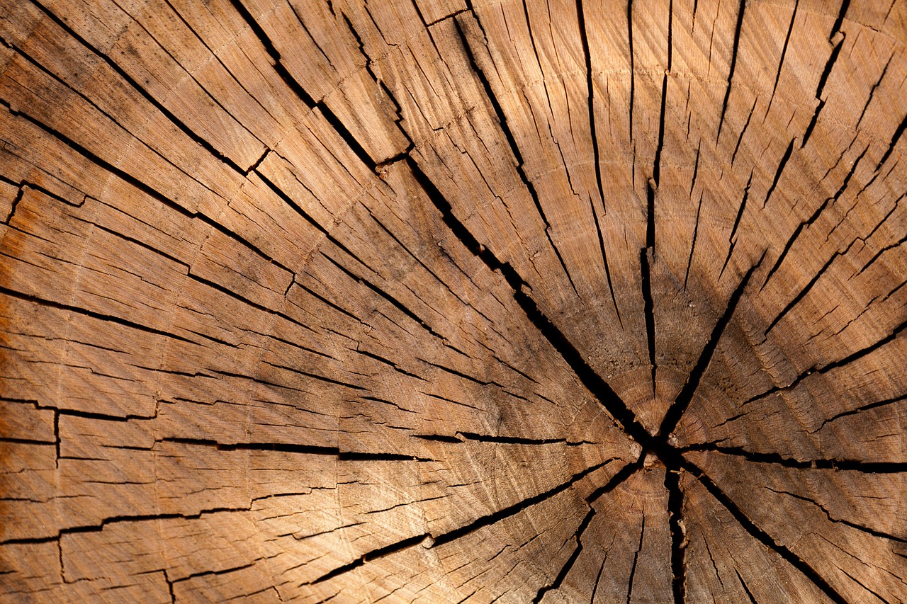 Could a Slice of Wood Solve One of Humanity’s Most Severe Problems?