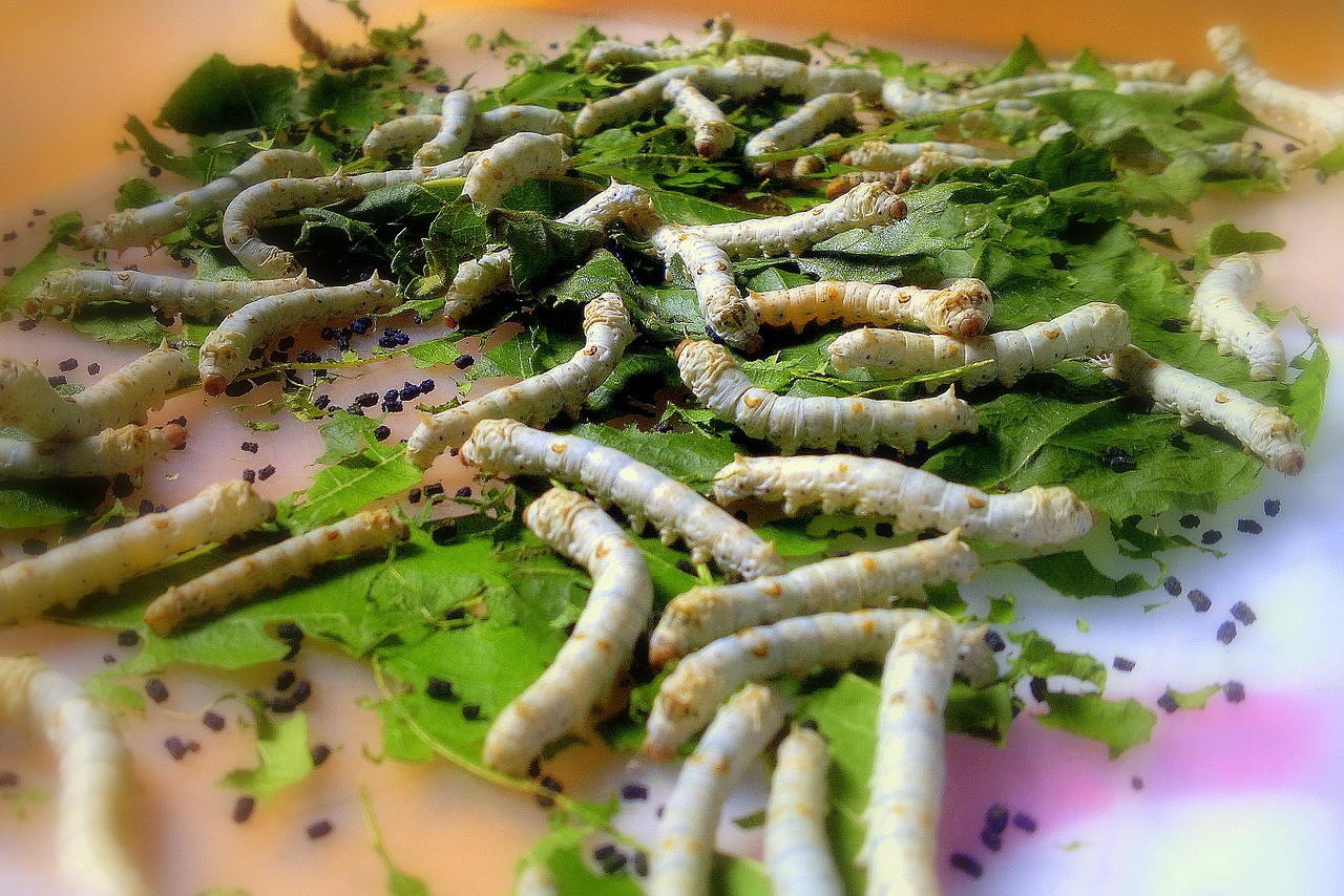 Genetically Engineered Silkworms Produce Human “E-Selectin”