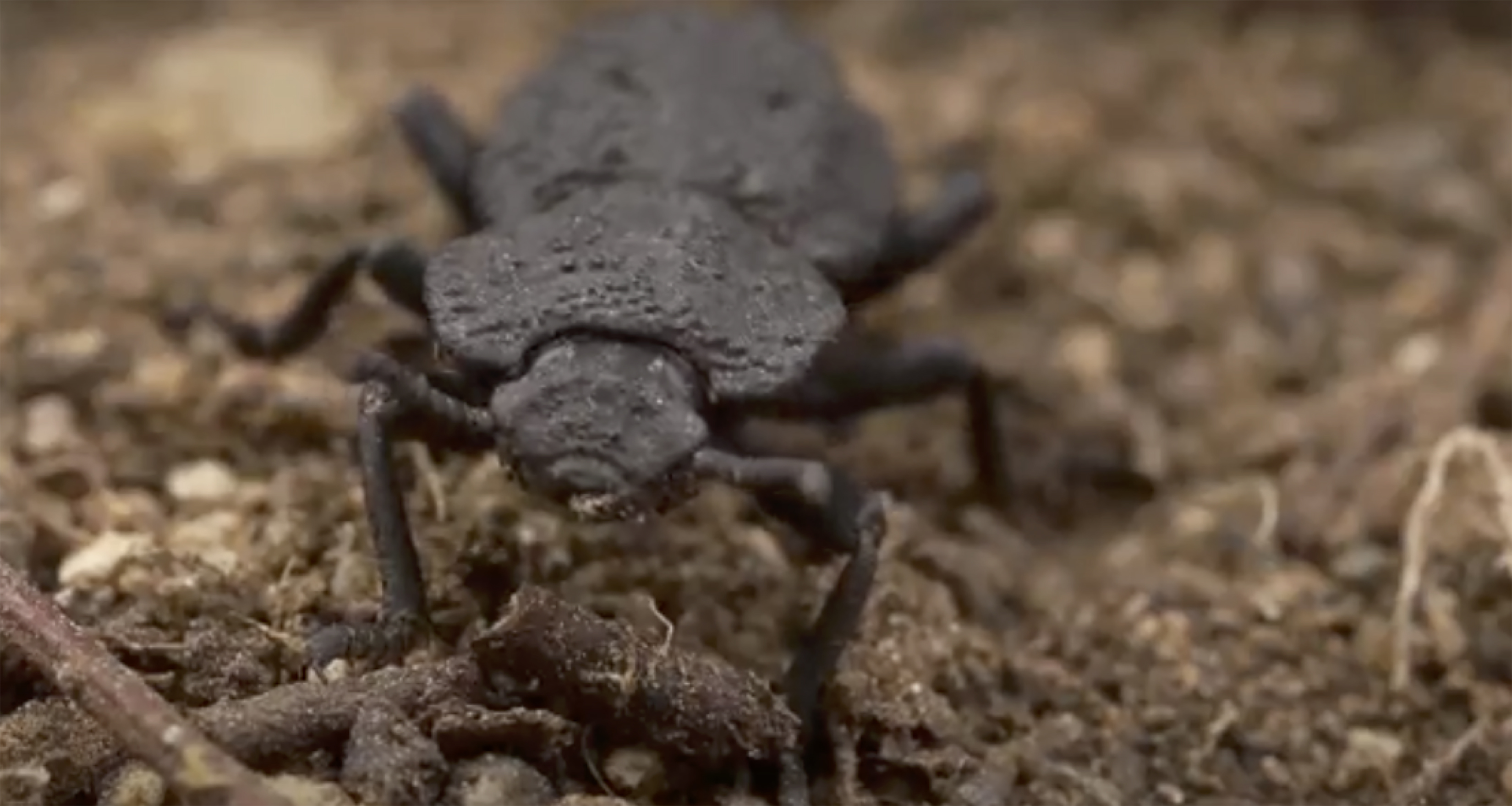 Engineers Study the “Diabolical Ironclad Beetle” for Lessons in Strength