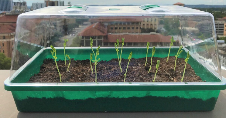 Self-Watering Soil That May Revolutionize Farming