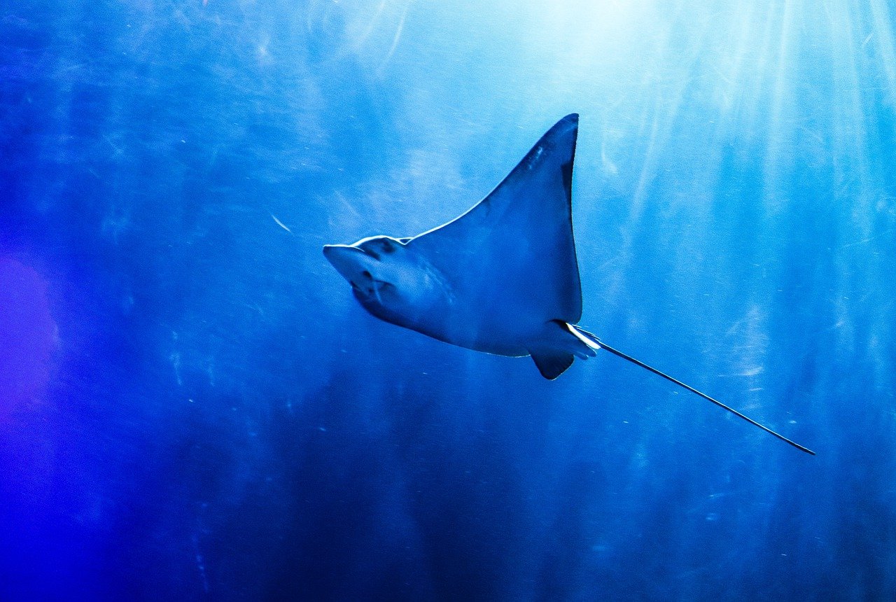 Underwater Manta Kites – The NEW Renewable Energy Source