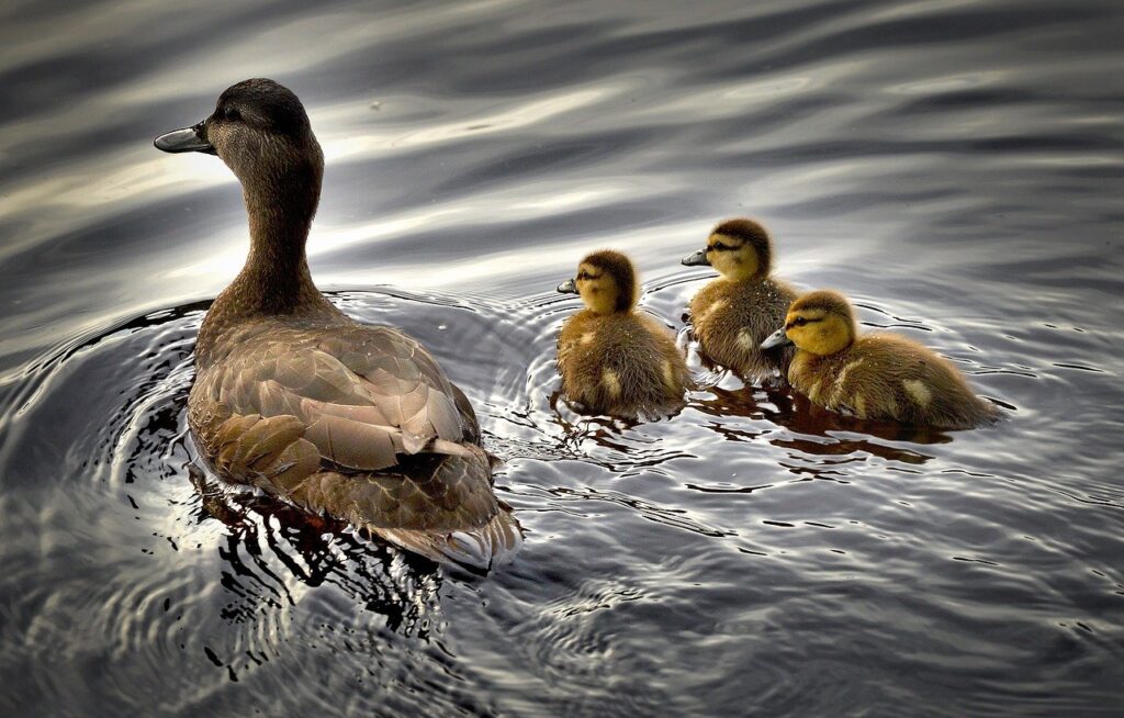 Swimming Ducks