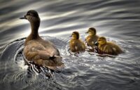 Duck Feathers May Hold the Key to Make Ships a Lot More Fuel Efficient