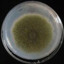 USC Develops New Method That Promises to Fully Recycle Carbon Fiber