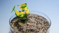 Edible Aquatic Robots Eliminate Waste Through Fish Consumption