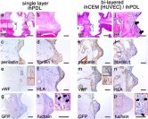 Bioengineered Tooth Implant Shows Promise in Animal Tests, Fusing with Gums and Nerves