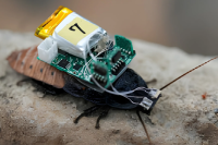 Remote-Controlled Cockroaches Open a New Frontier in Bio-Hybrid Robotics